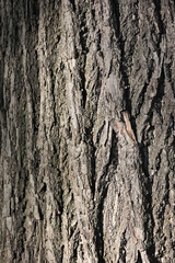 Close Up Macro Shot Of Rough, Deeply Grooved Tree Bark Texture. Natural Wood Surface Background With Grey And Brown Tones And Vertical Patterns. Sunlight Detail.