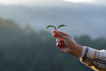 Close-up of a man tending a world-class tea plantation, checking the quality and growth of tea...