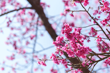 soft focus cherry blossom and tiger lily, pink and white flower background..