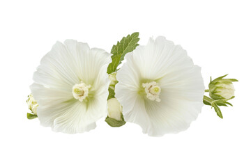 Transparent PNG of Althaea officinalis flower ideal for natural remedy visuals or floral education content