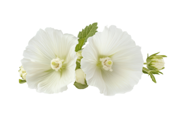 Transparent PNG of Althaea officinalis flower ideal for natural remedy visuals or floral education content