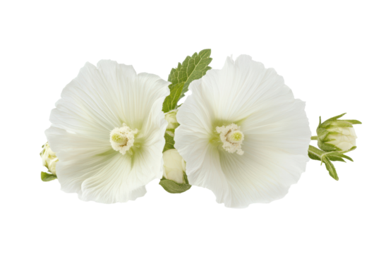 Transparent PNG of Althaea officinalis flower ideal for natural remedy visuals or floral education content