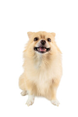 Obraz premium Cute fluffy white Pomeranian puppy, a small spitz breed, isolated on a white studio background