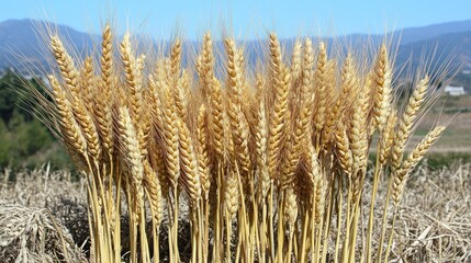 Fototapeta premium Golden wheat stalks stand tall against a backdrop of mountains and hills. A close-up view of ripened wheat heads, ready for harvest