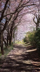 Fototapeta premium Path Under Blossoming Trees