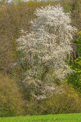 White blossoming treesurrounded by other budding trees in the Meuse Valley near Maastricht