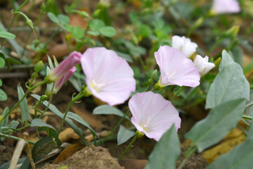 Field bindweed or Convolvulus arvensis or European bindweed or Creeping Jenny with open flowers...