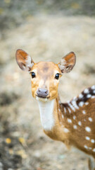 Naklejka premium Close-up of a curious deer looking directly at the camera with soft focus on the background