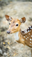 A young spotted deer with gentle eyes and a sleek coat stands against a blurred forest floor