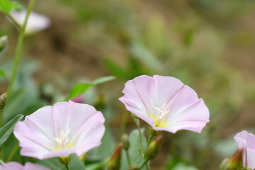 Field bindweed or Convolvulus arvensis or European bindweed or Creeping Jenny with open flowers...