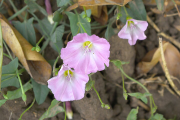 Field bindweed or Convolvulus arvensis or European bindweed or Creeping Jenny with open flowers...