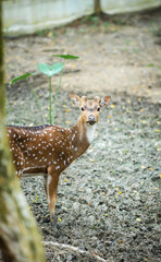 A young male spotted deer stands alert in a muddy forest clearing, gazing curiously at the camera