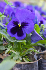 Spring flowers Viola in violet Black color - favorite ornamental plant flowering in the spring,...