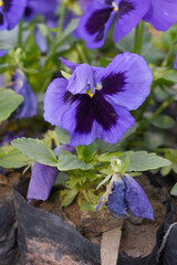 Spring flowers Viola in violet Black color - favorite ornamental plant flowering in the spring,...