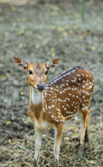 With budding antlers and white spots, this chital appears cautious yet calm in its natural habitat