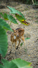 The deer poses quietly amid leaves and greenery, highlighting the harmony of wildlife and nature