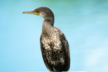 The Indian cormorant or Indian shag (Phalacrocorax fuscicollis) on natural background. Free space for text