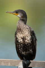 The Indian cormorant or Indian shag (Phalacrocorax fuscicollis) on natural background. Free space for text
