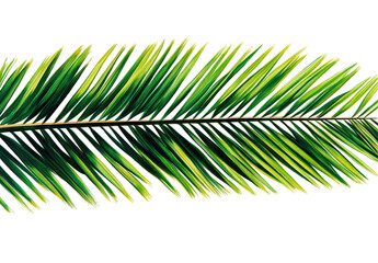 Obraz premium Detailed palm frond