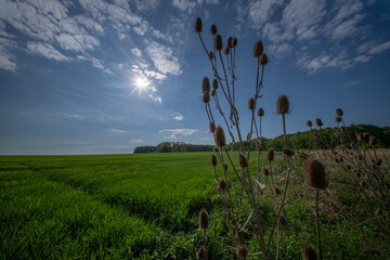 Common Teasel, Dipsacus fullonum, in backlight in front of blurred background