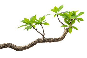 Fototapeta premium tree isolated on white background