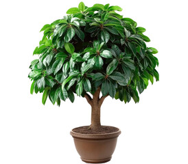 Lush green bonsai tree in pot
