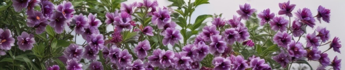 Fototapeta premium Vibrant purple blooms, lush green foliage, white backdrop , design element, detail, flora