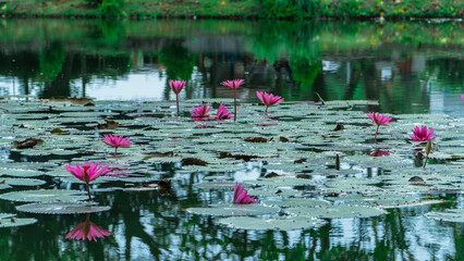 Water reflects the surrounding greenery and sky, creating a mirror effect among the scattered lily pads and beautiful pink blooms