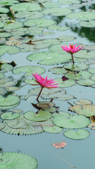 Two vibrant lotus flowers rise above circular pads, adding color to the tranquil water scene