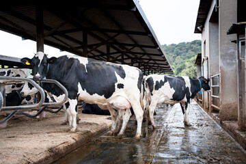Dairy cows stand quietly in the fields of a rural farm under the morning sky © marta