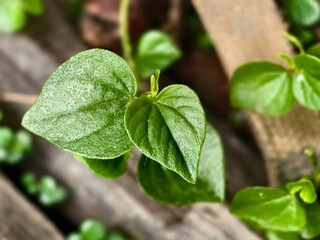 Peperomia pellucida plants in tropical nature borneo