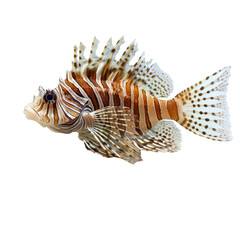 Colorful lionfish swimming gracefully in clear waters of the ocean environment during daylight