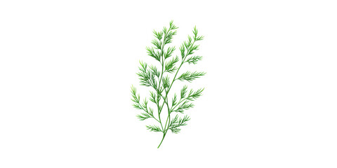 Fototapeta premium Fresh Dill Herb. Culinary Ingredient For Flavoring And Garnishing Isolated On Transparent Background