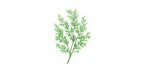 Naklejka premium Fresh Dill Herb Illustration. Culinary Ingredient And Aromatic Flavoring Isolated On Transparent Background