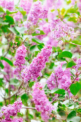 Bright purple lilacs bloom in a garden during springtime