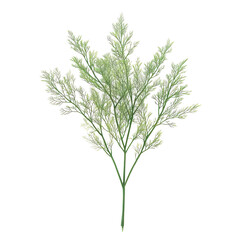 Naklejka premium Fresh green herb with feathery leaves displayed on a white background for cooking and culinary use