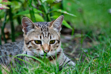 Kitten at the meadow