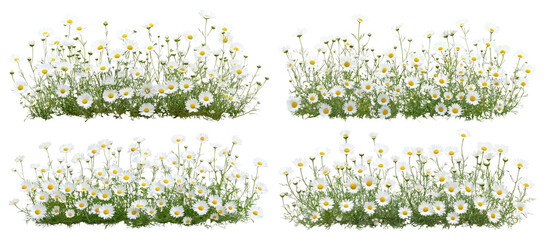 PNG Daisies blooming in lush greenery., elements on transparent background