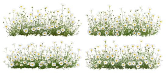 PNG Daisies blooming in lush greenery., elements on transparent background