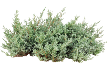 Dense, light-green shrubbery