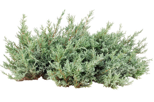Dense, light-green shrubbery