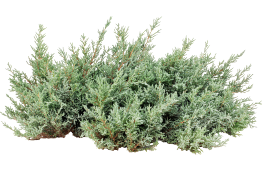 Dense, light-green shrubbery