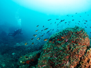 scuba diver diving into the blue ocean near of a big rock with corals and fishes, concept of underwater wildlife and active leisure lifestyle, copyspace for text
