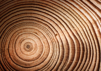 Stump of larch tree felled - section of the trunk with annual rings. Slice larch wood. Wood texture on a tree cut.