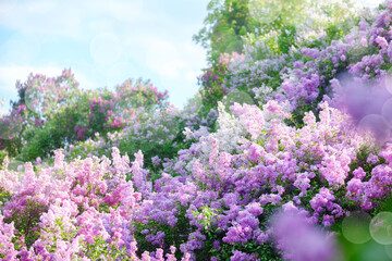 Obraz premium Blooming lilacs fill the garden with vibrant colors in springtime