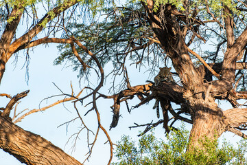 wildlife of botswana: male leopard in an acacia tree in a national park during sunset hours