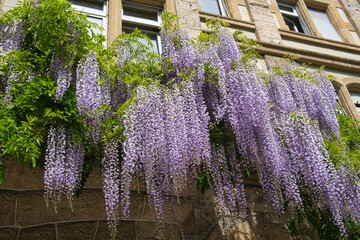 Blauregen an einer hausfassade in Konstanz