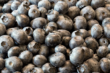 Blueberry close-up  showcasing color gradients from deep purple to dusty blue. Versatile for juice brands or antioxidant health content.