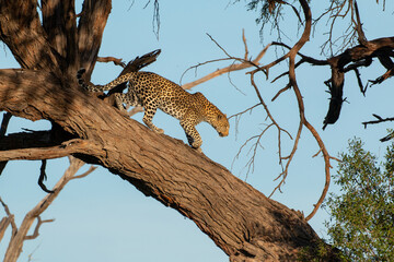 female leopard climbing down acacia tree at chobe game reserve in botswana