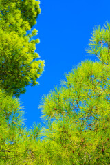 Fototapeta premium Pine forest tree and blue sky in Halkidiki, Greece